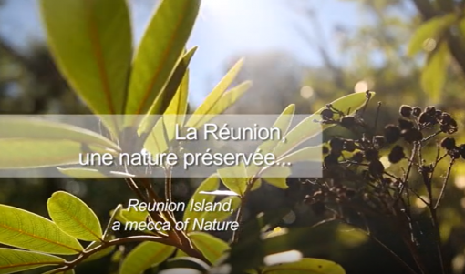 La Réunion, une nature préservée
