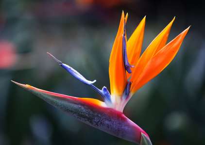 transport des fleurs et des végétaux depuis/vers aéroport de La Réunion